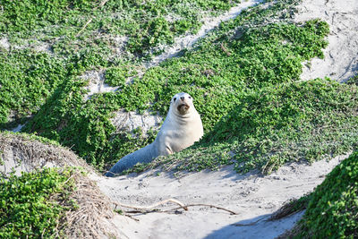 View of duck on rock