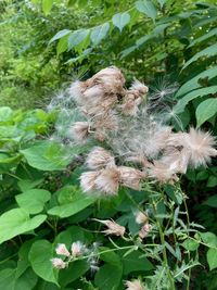 Close-up of white flowering plant