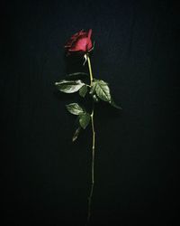 Close-up of flower over black background