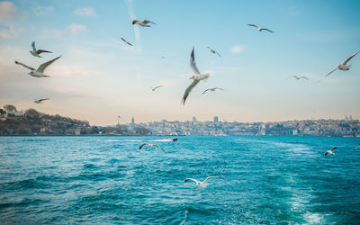 Birds flying over sea