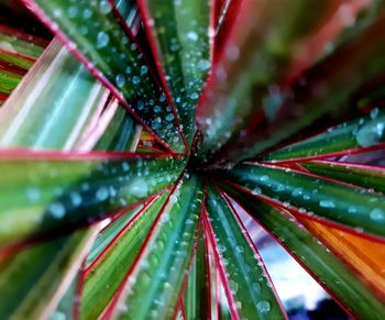 Close-up of succulent plant leaves