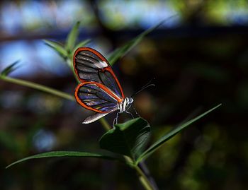 Close-up of butterfly on leaf