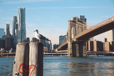 Seagull perching on wooden post