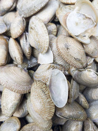 The fresh saltwater clams on sale at farmers market. saltwater clams also known as lala in malaysia.