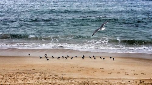 View of birds in sea