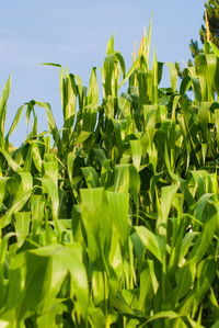 Close-up of crops growing on field against sky