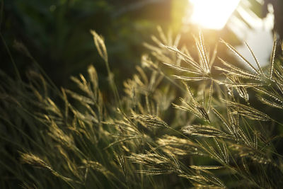 Close-up of plants growing on land