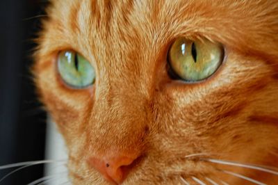 Close-up portrait of ginger cat