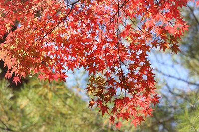 Close-up of maple leaves on tree