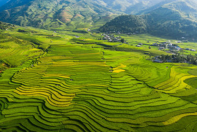 Full frame shot of rice paddy