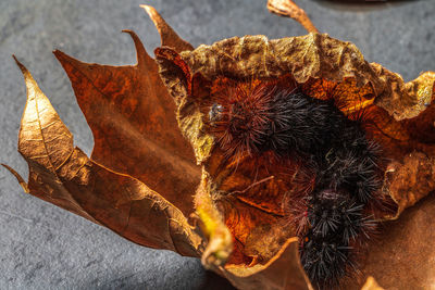 Close-up of orange leaves