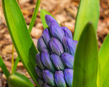 Close-up of purple crocus flower