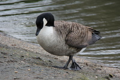 Duck in a lake