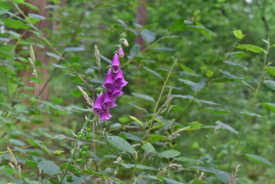 Close-up of purple flowering plant