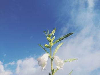 Low angle view of flowering plant against blue sky