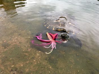 High angle view of jellyfish swimming in lake