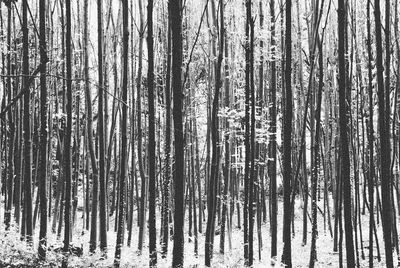 Trees in forest during winter