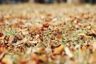 Close-up of dry leaves on field