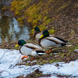 Duck on lake