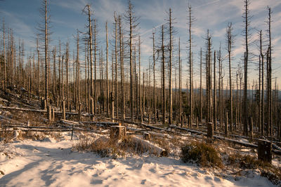 Trees on snow covered landscape