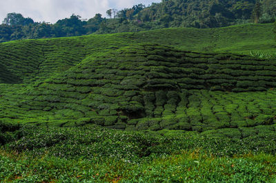 Scenic view of agricultural field