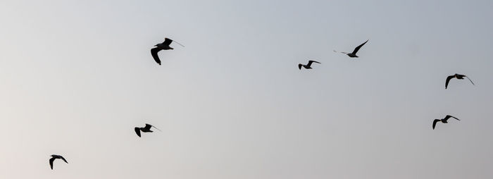 Low angle view of silhouette birds flying in sky