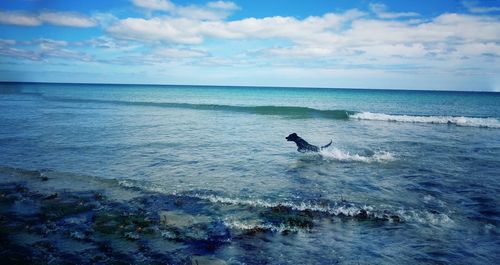 Dog running in sea at beach