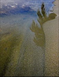 Trees in water