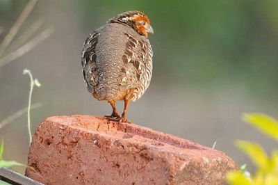 Bird perching