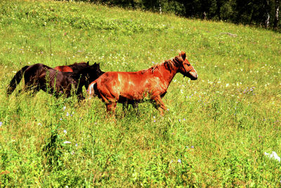 Running horses in a field