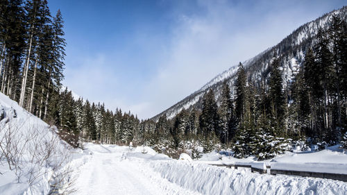 Snow covered land and trees against sky