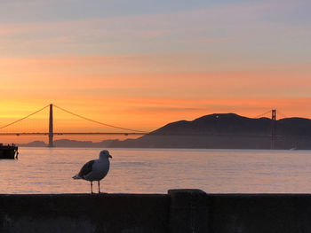 Silhouette birds on bridge over sea against orange sky