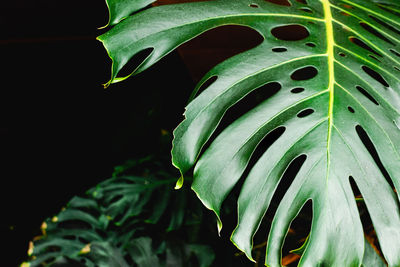 Close-up of wet plant