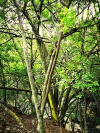 Trees in forest