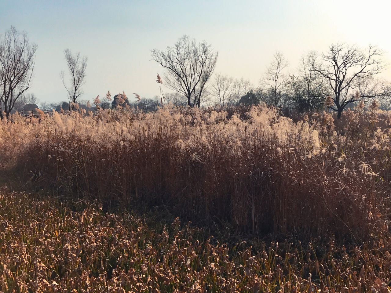 nature, tranquility, tree, tranquil scene, no people, bare tree, plant, outdoors, beauty in nature, grass, growth, sky, scenics, landscape, day