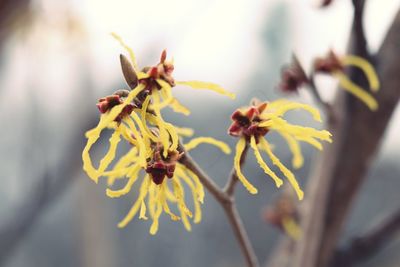 Close-up of yellow flowering plant