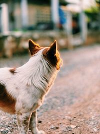 View of a dog looking away