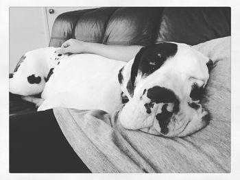 Close-up of dog sleeping on sofa