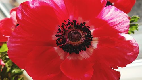 Close-up of flower blooming outdoors