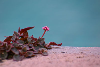 Close-up of pink flowering plant