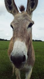 Close-up portrait of horse on field