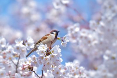 Close-up of cherry blossoms in spring