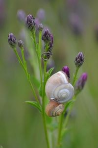 Close-up of snails on flower buds