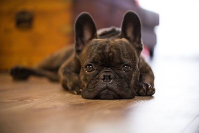 Close-up portrait of dog lying down