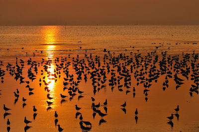 Silhouette birds flying over sea against sky at sunset
