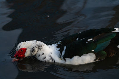 High angle view of duck swimming in lake