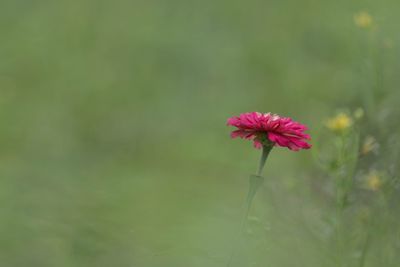 Close-up of pink flower