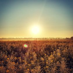 Sun shining through landscape