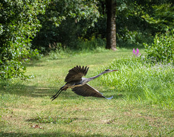 Bird flying over a land