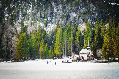 Trees growing in sunlight